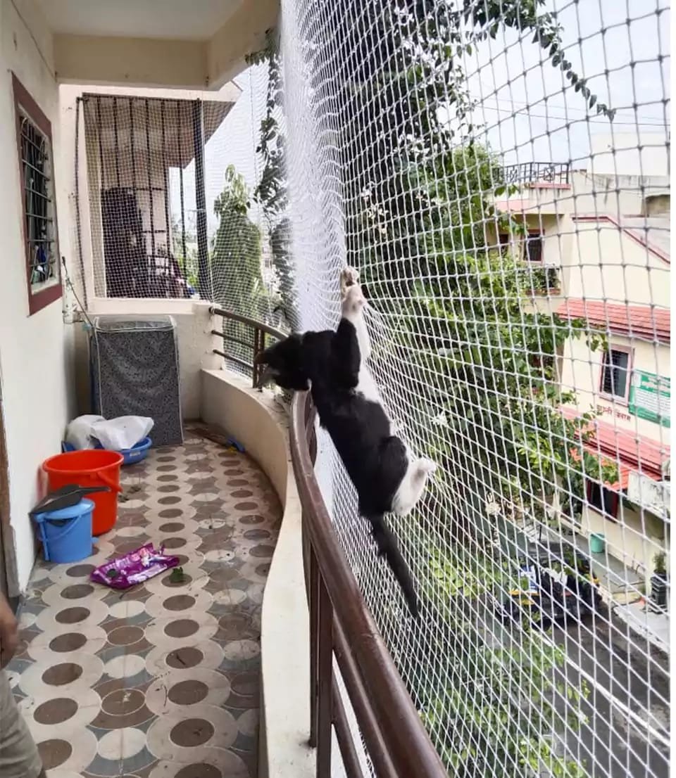 Balcony net installed around an active household pet