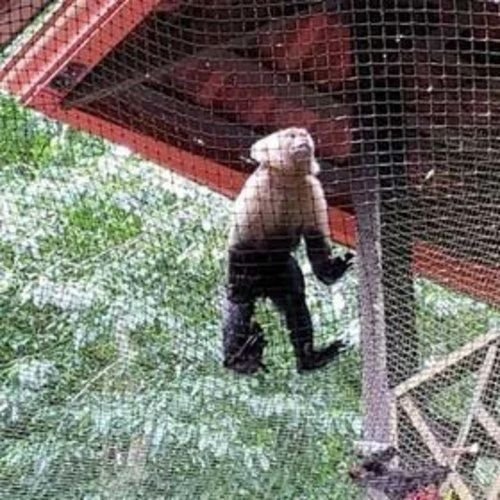 Real monkey safety net barrier